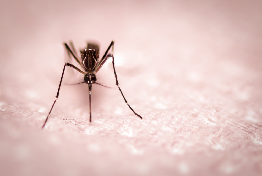 Three Tips to Keep Your Child Safe from Those Pesky Mosquitoes