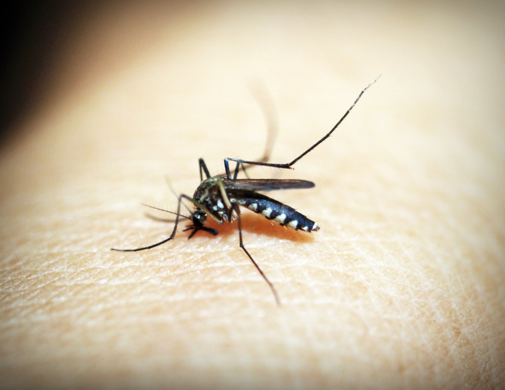 Tres Consejos para Mantener a sus Hijos a Salvo de los Molestos Mosquitos.
