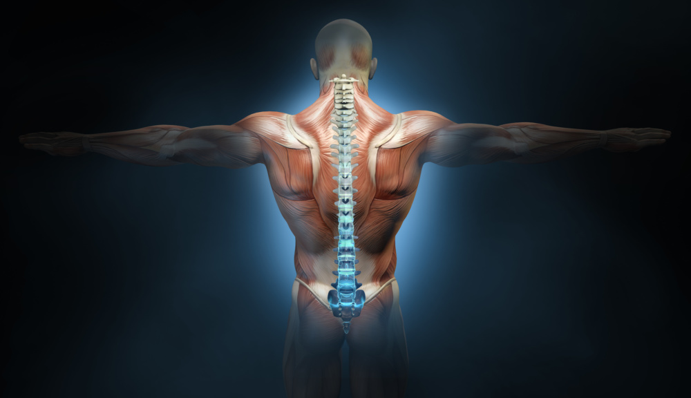 Back Muscles Of A Man With Spine Medically 3d Illustration Md Monthly Today S Premier