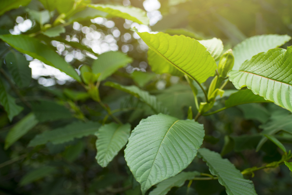 Learn How This Kratom Company Boosted Their Conversion Rate